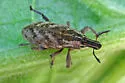 Large Thistle Weevil - photo 3