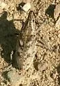 Large Thistle Weevil - photo 4