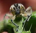 Large Thistle Weevil - photo 5