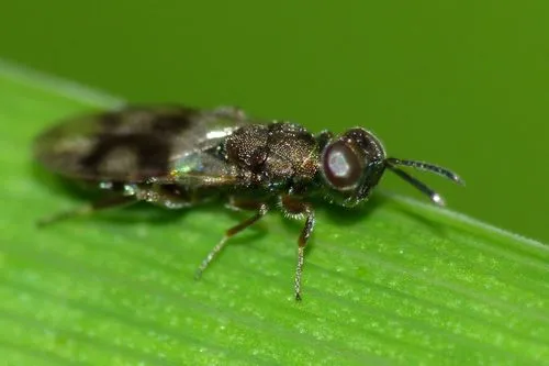 Cleonymidae - Cleonymidae