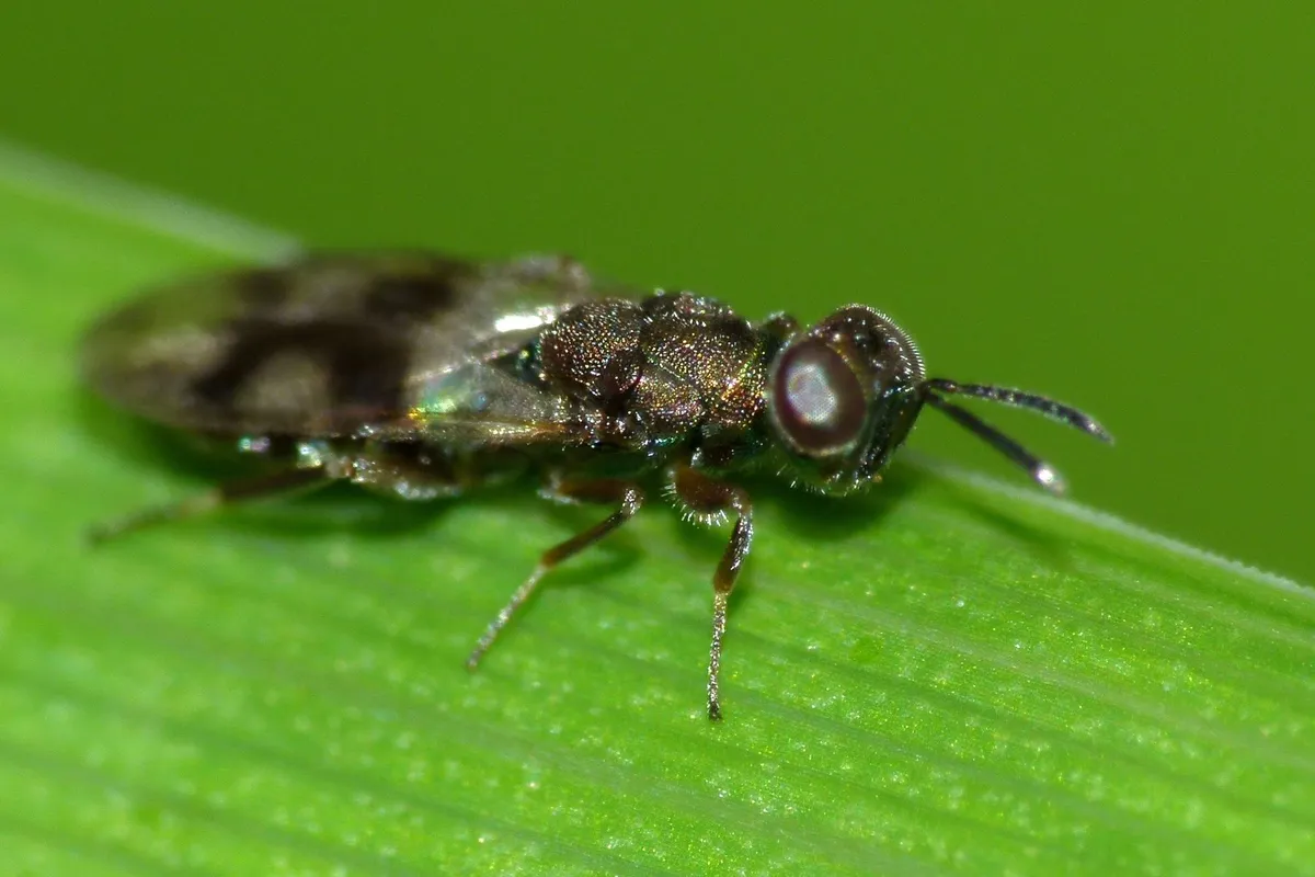 Cleonymidae - photo 2