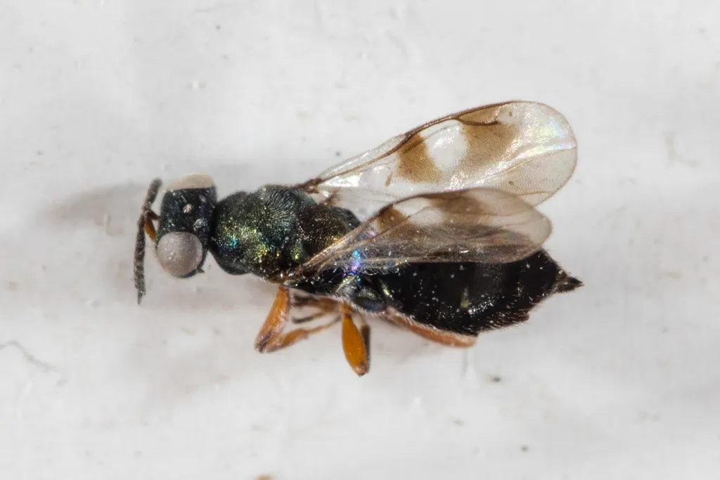 Cleonymus brevis