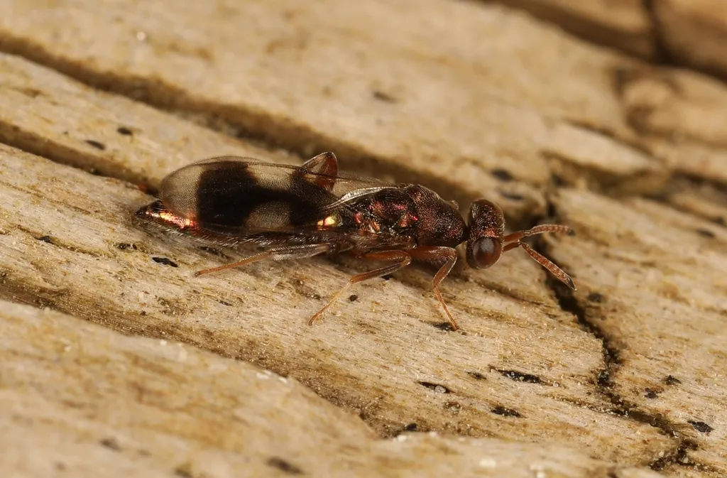 Cleonymus laticornis - photo 2