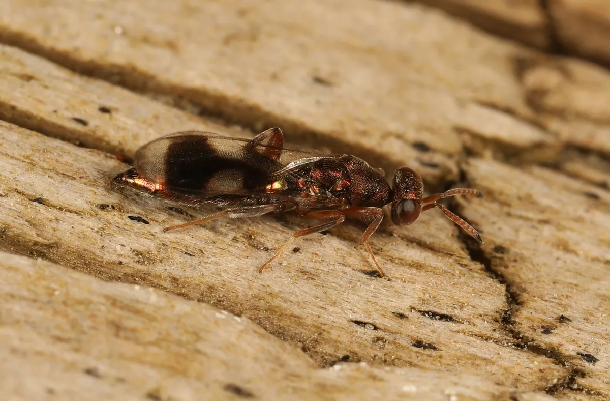 Cleonymus laticornis - photo 3