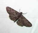 Projecta Gray - Hodges#6595 - photo 4