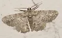 Double-lined Gray Moth - Hodges#6594