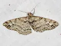 Double-lined Gray Moth - Hodges#6594 - photo 2