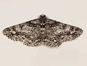 Double-lined Gray Moth - Hodges#6594 - photo 3
