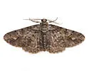 Double-lined Gray Moth - Hodges#6594 - photo 4