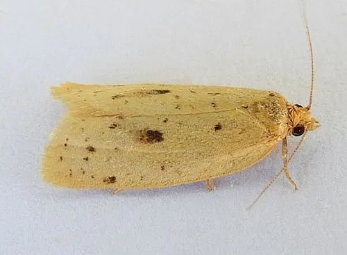 Clepsis anderslaneyii - Hodges#3687.1 - Clepsis anderslaneyii