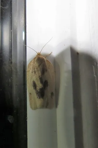 Clepsis flavidana - Hodges#3687