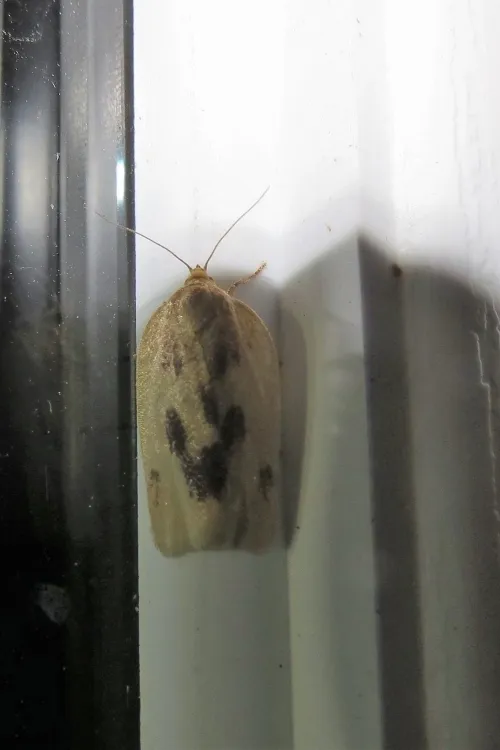 Clepsis flavidana - Hodges#3687 - photo 2