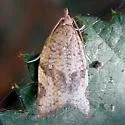 Clepsis fucana - Hodges#3680