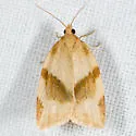 Clepsis kearfotti - Hodges#3681
