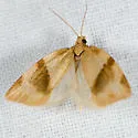 Clepsis kearfotti - Hodges#3681 - photo 2