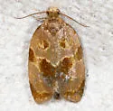 Clepsis listerana - Hodges#3679 - photo 2