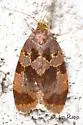 Clepsis listerana - Hodges#3679 - photo 3