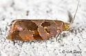 Clepsis listerana - Hodges#3679 - photo 4