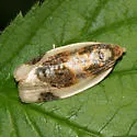Black-patched Clepsis Moth - Hodges#3686 - Clepsis melaleucanus