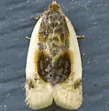 Black-patched Clepsis Moth - Hodges#3686 - photo 2