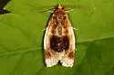 Black-patched Clepsis Moth - Hodges#3686 - photo 3