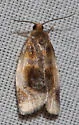 Black-patched Clepsis Moth - Hodges#3686 - photo 4