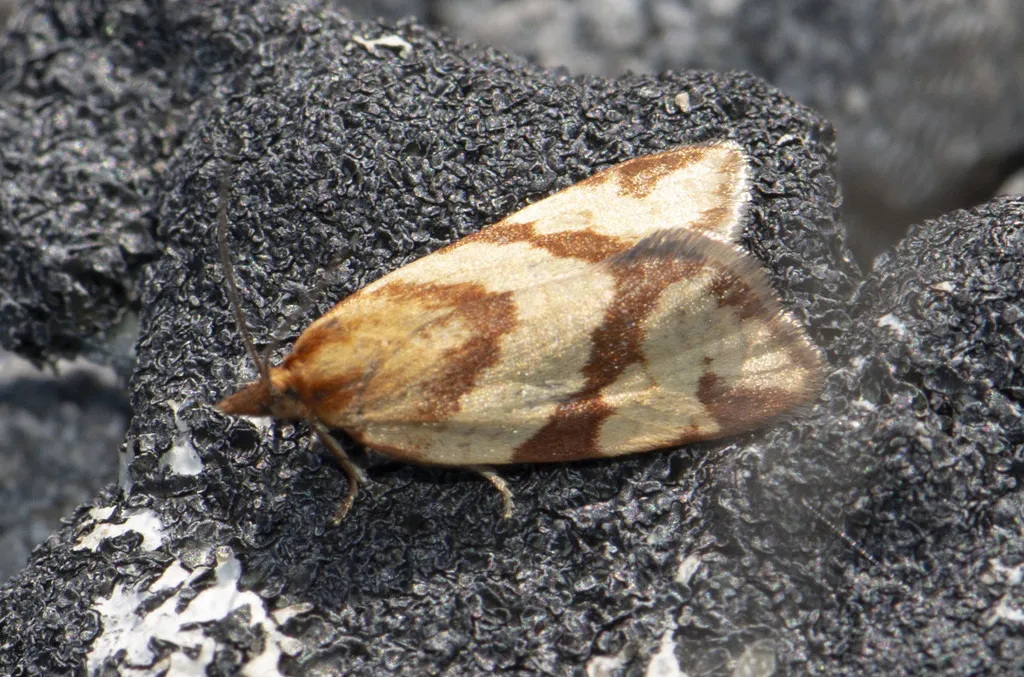 Clepsis moeschleriana - Hodges#3685 - photo 2
