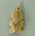 Clepsis penetralis - Hodges#3688.1 - Clepsis penetralis