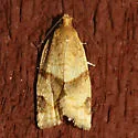 Clepsis penetralis - Hodges#3688.1 - photo 2