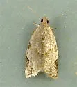 Clepsis penetralis - Hodges#3688.1 - photo 3