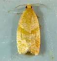 Clepsis penetralis - Hodges#3688.1 - photo 4