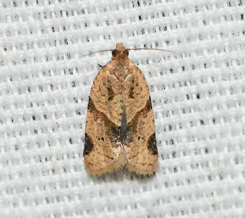 Garden Tortrix - photo 3