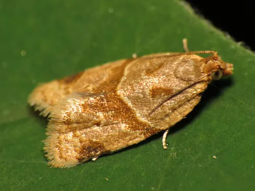 Garden Tortrix - photo 5