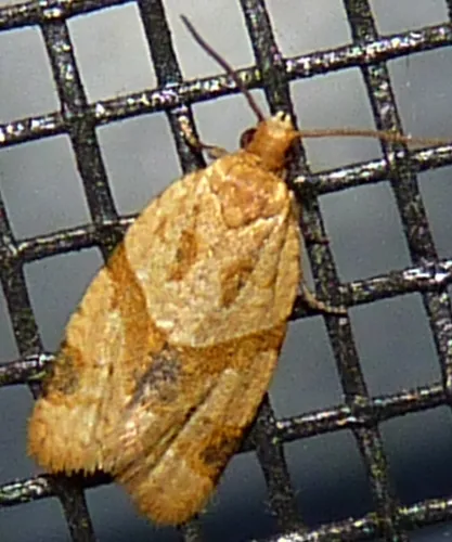 Garden Tortrix - photo 6