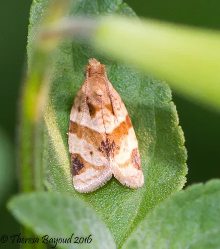 Garden Tortrix - photo 7