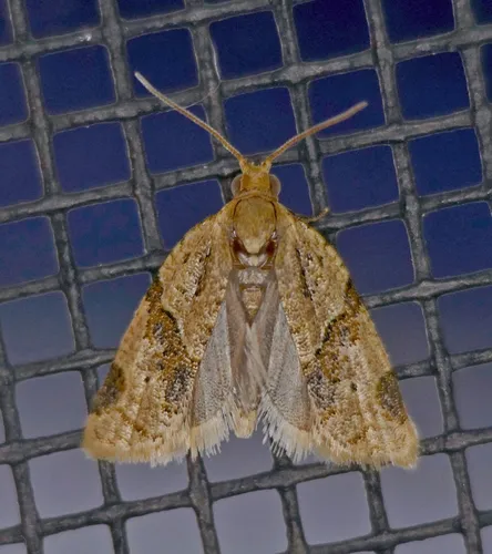 Garden Tortrix - photo 8