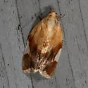 White Triangle Tortrix - Hodges#3682