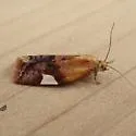 White Triangle Tortrix - Hodges#3682 - photo 2