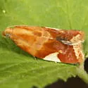 White Triangle Tortrix - Hodges#3682 - photo 3