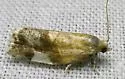 White Triangle Tortrix - Hodges#3682 - photo 4