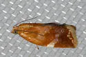 White Triangle Tortrix - Hodges#3682 - photo 5