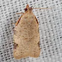 Clepsis virescana - Hodges#3689 - photo 3