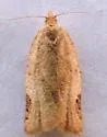 Clepsis virescana - Hodges#3689 - photo 4