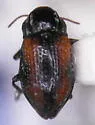Cleptelmis addenda