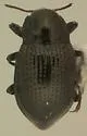 Cleptelmis addenda - photo 2