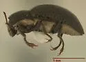 Cleptelmis addenda - photo 3