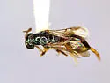 Cleptes alienus