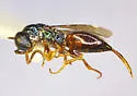 Cleptes alienus - photo 2