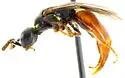Cleptes rufigaster - photo 2