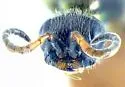 Cleptes rufigaster - photo 3